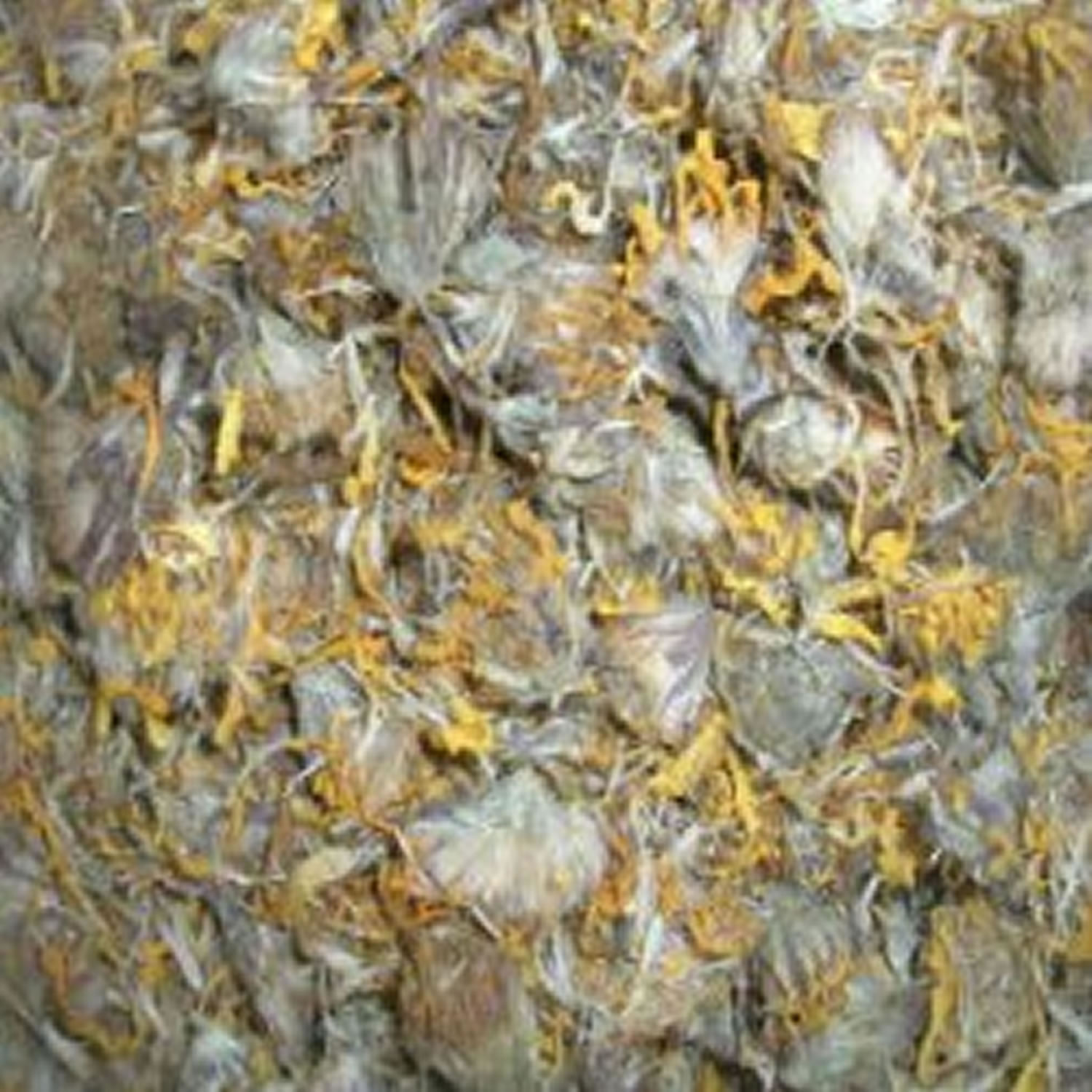 Dried+Arnica+Flowers ARNICA (ARNICA MONTANA) FLOWERS, DRIED HERBS, DRIED HERBS