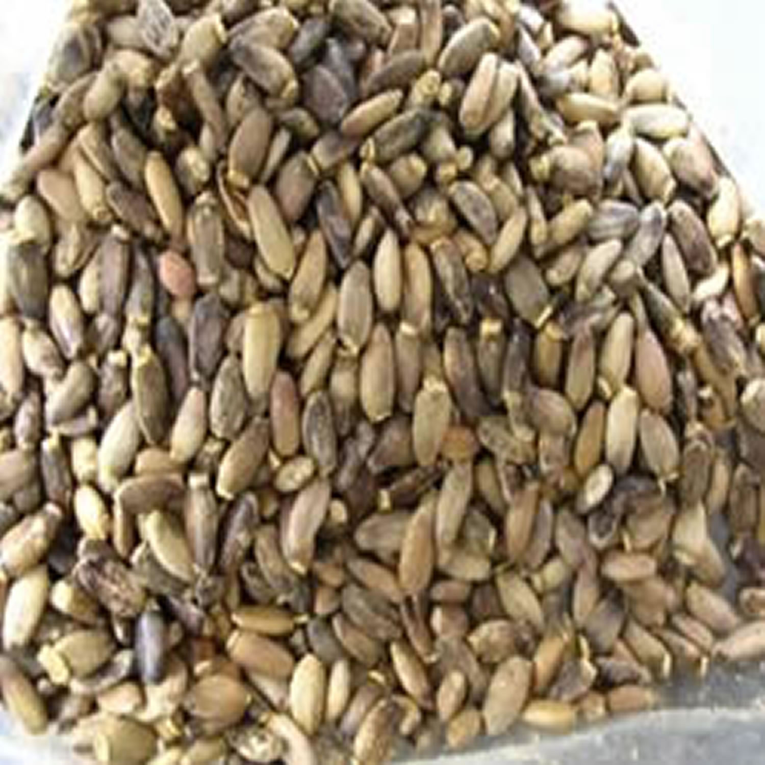 ST MARYS THISTLE (MILK THISTLE)(SILYBUM MARIANUM) SEED, DRIED HERBS