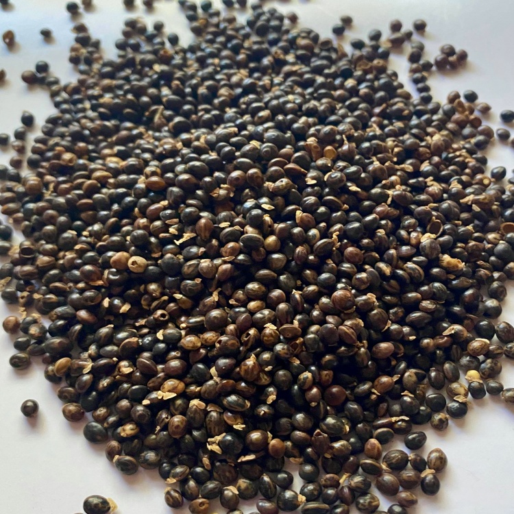 Wattleseed