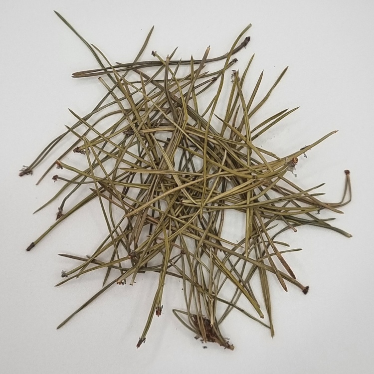 Pine Needles