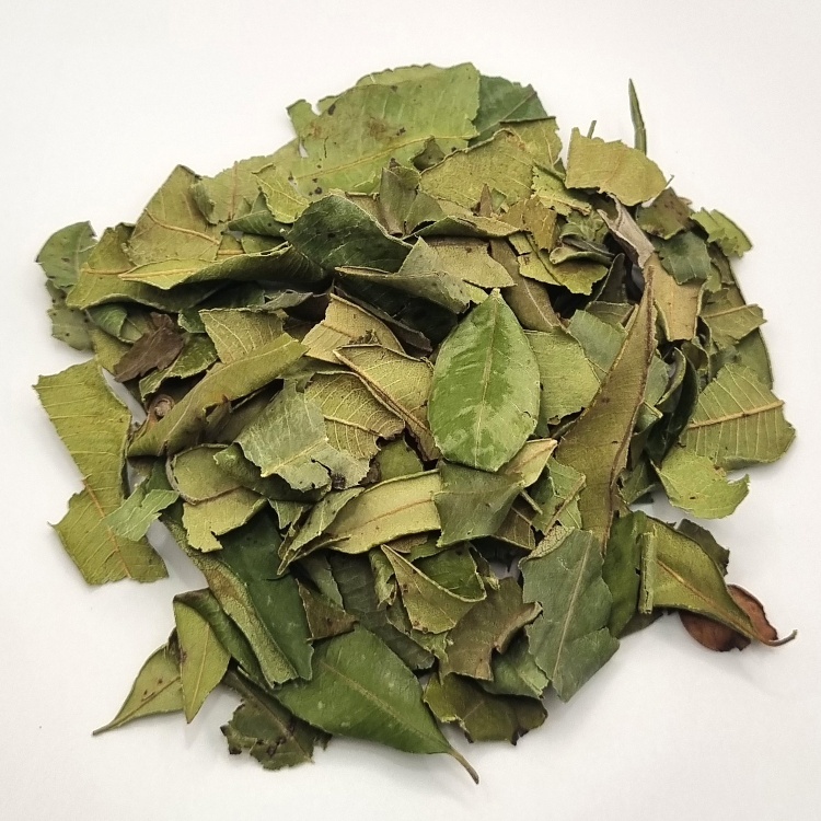 Lemon Myrtle Partial Leaf